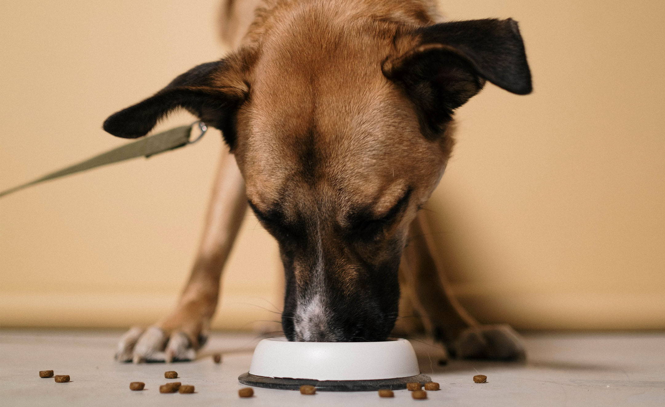 Purinarmes Hundefutter - Worauf du unbedingt achten musst